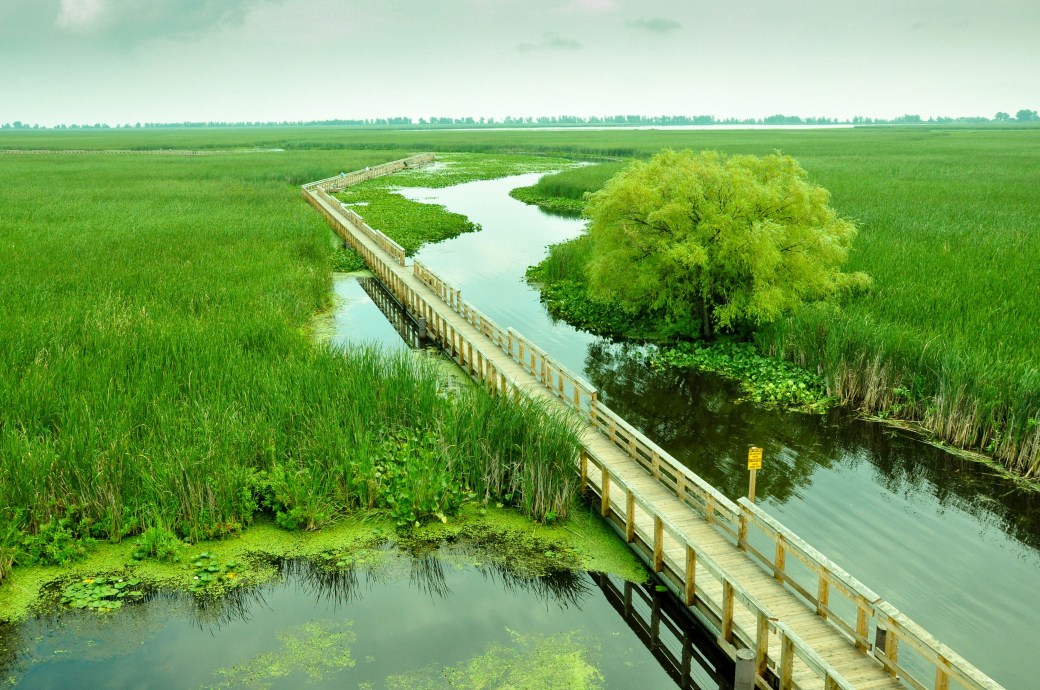 Marsh Boardwalk
